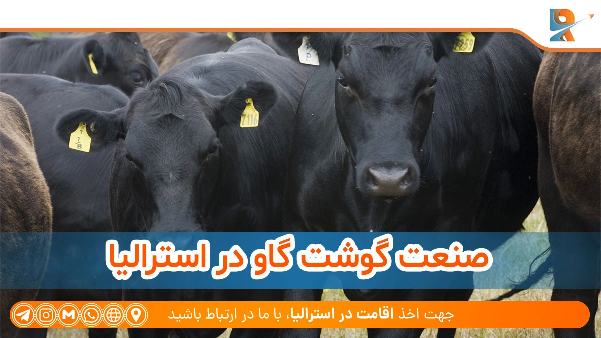 صنعت گوشت گاو در استرالیا