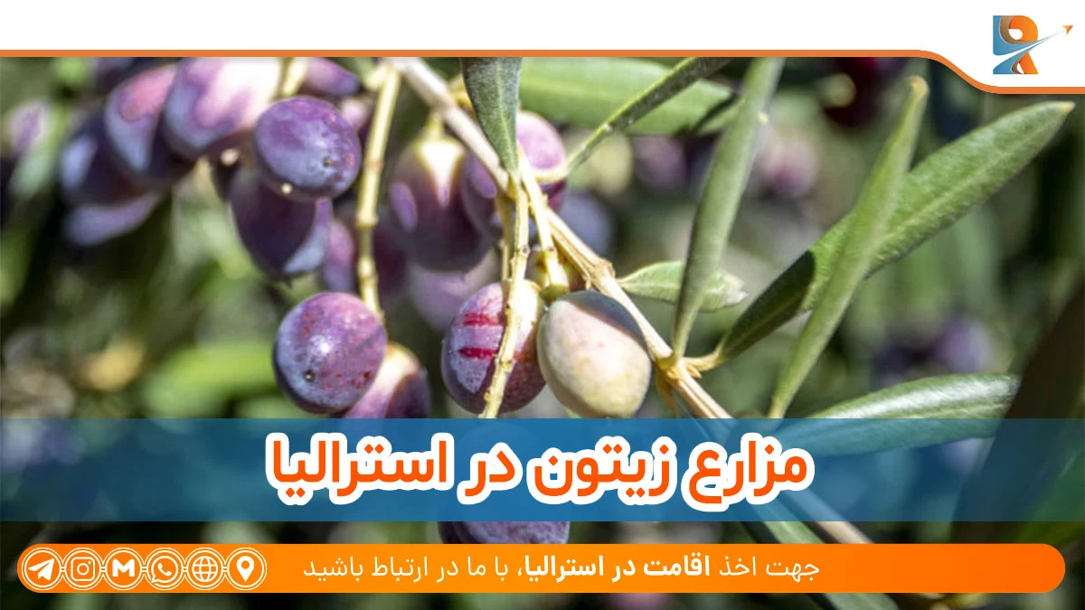 مزارع استرالیا برای زیتون