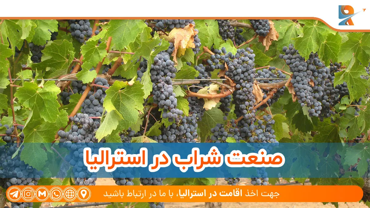صنعت شراب در استرالیا