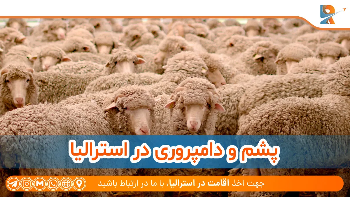 صنعت پشم و دامداری در استرالیا
