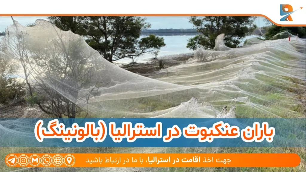 باران عنکبوت در استرالیا (بالونینگ) عنکبوت‌ها)