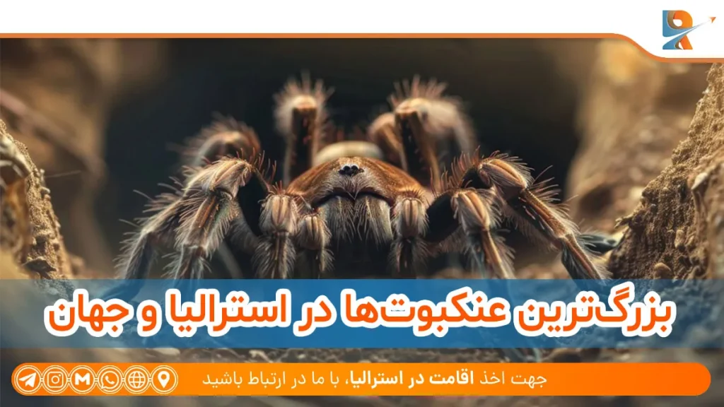 بزرگ‌ترین عنکبوت‌ها در استرالیا و جهان
