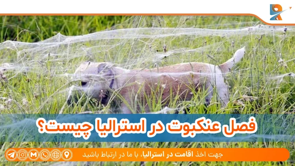 فصل عنکبوت در استرالیا چیست