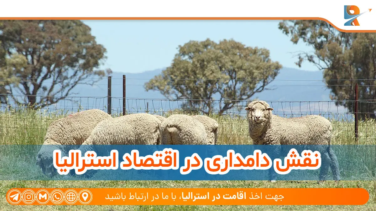 نقش دامداری در اقتصاد استرالیا