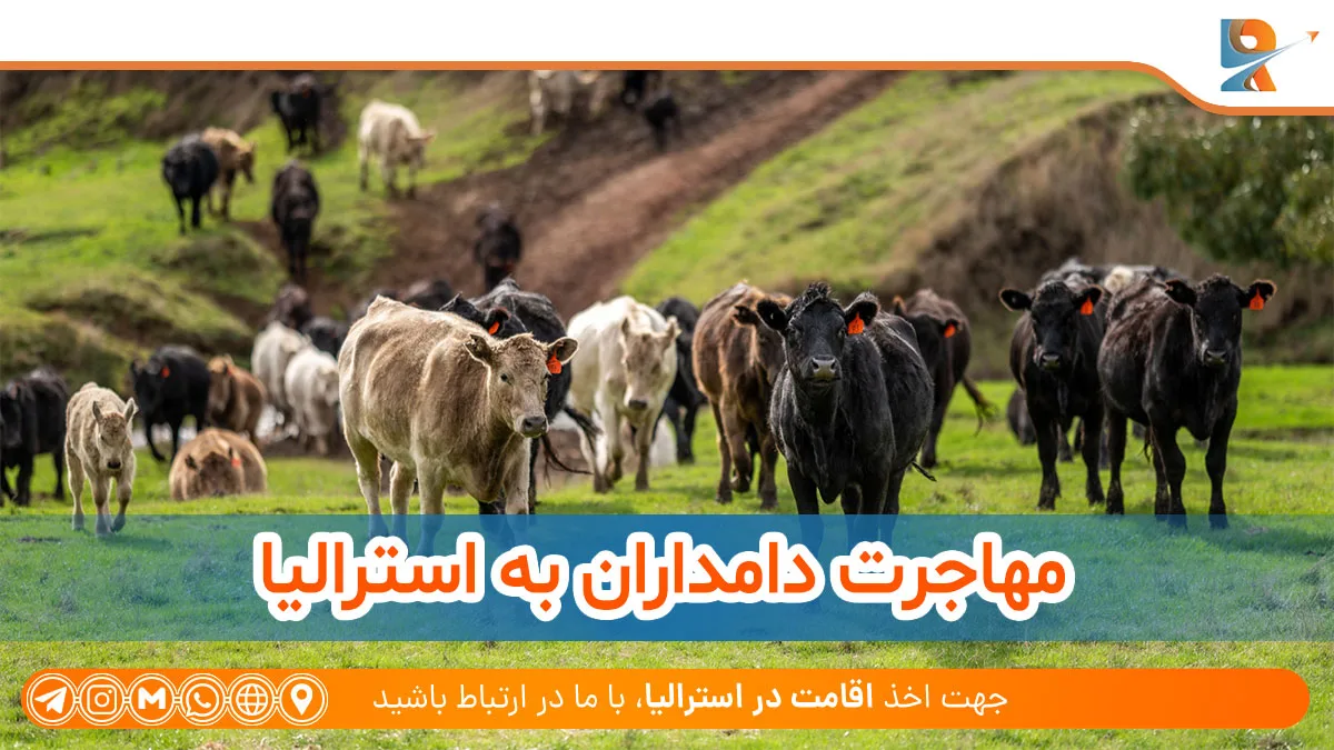 مهاجرت دامداران به استرالیا