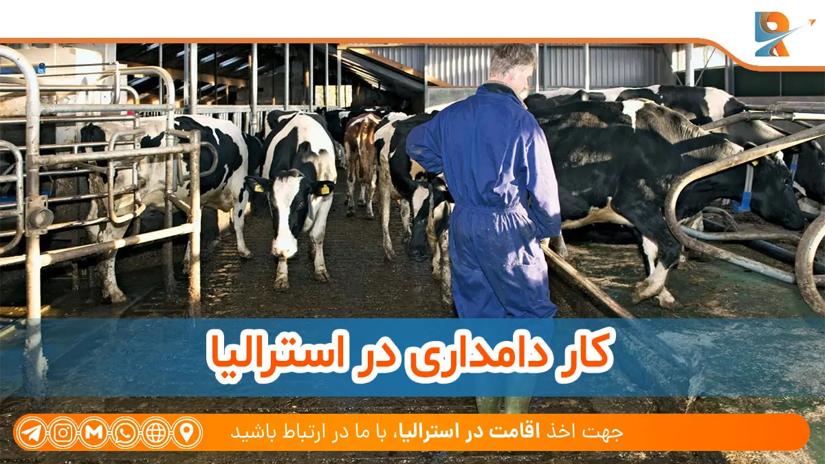 کار دامداری در استرالیا 