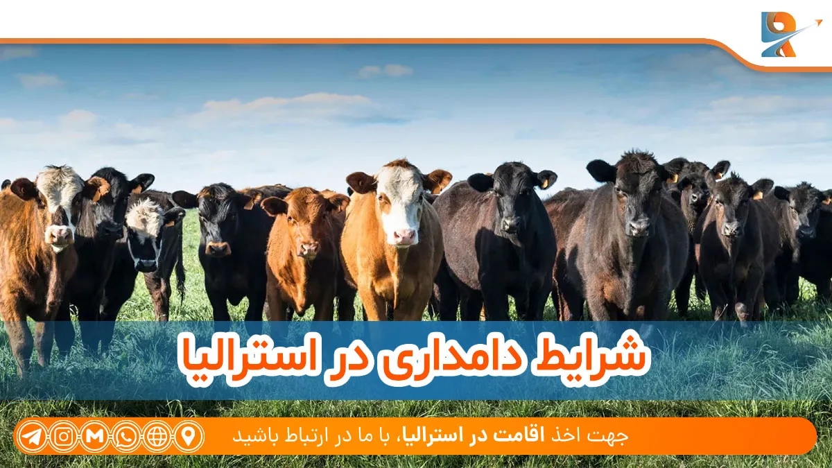 شرایط دامداری در استرالیا 