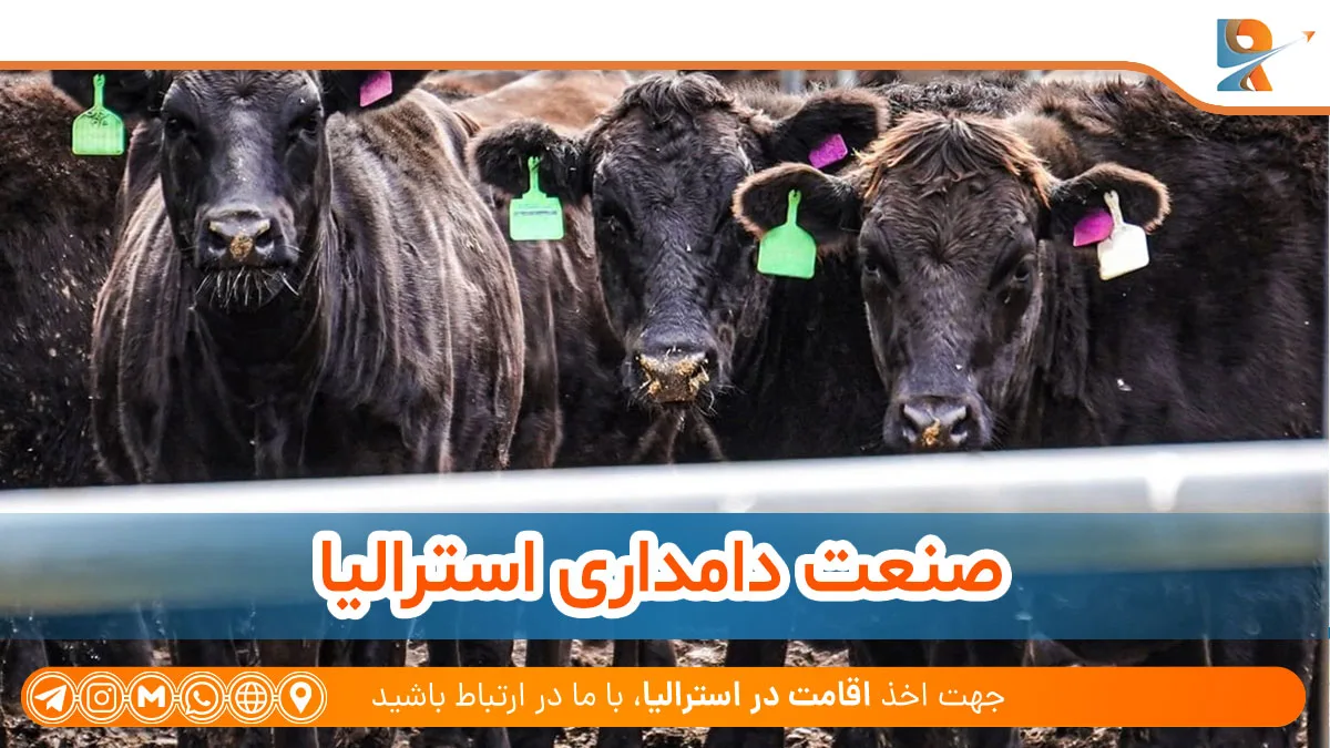 صنعت دامداری استرالیا 