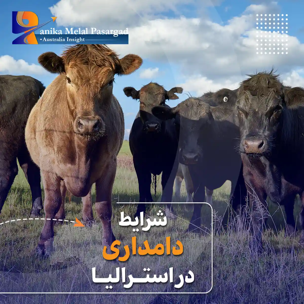 دامداری در استرالیا